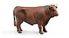 Bull